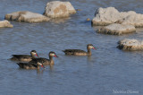 Red-billed Teal - Canard  bec rouge - Anas erythrorhyncha