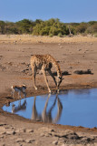 Giraffe with springboks friends