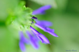 Flowers blues