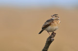 Rufous-naped Lark - Alouette  nuque rousse - Mirafra africana
