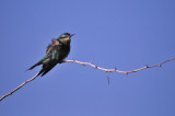Kingfisher - Martin-pcheur