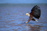 African fish-eagle - Pygargue