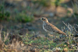 Three-banded Courser - Courvite  triple collier - Rhinoptilus cinctus