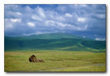 Ngorongoro Lion