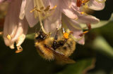 Bee from Jardin de Bagatelle 02