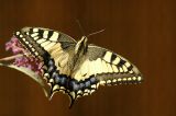 Butterfly 03
