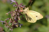 Butterfly from Jardin Bagatelle