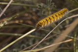 Caterpillar (Chenille)