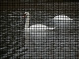 Swan Weave.jpg