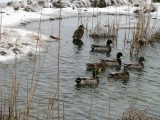 snowy ducks.jpg