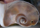 Fibonacci.jpg