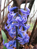 Hyacinth under our Blueberry Bush.jpg