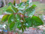 Rosebush Leaves.jpg