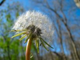 blowin in the wind.jpg