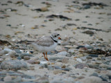 Piping Plover.jpg