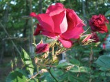 Roses 2009.jpg