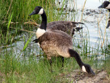 Canadian Geese.jpg