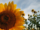 Sun Flowers.jpg