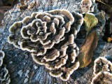 Tree Fungi.jpg