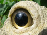 Eye of the Frogger.jpg