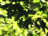 Leaf Blur.jpg