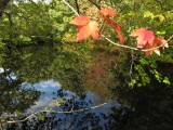 Pond View.jpg