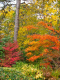 Leaf Colours.jpg