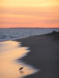 Sandpiper on South Beach at Sunset.jpg