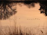 flock reflection.jpg