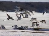 Gulls on ice.jpg