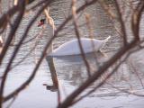 Swan through the trees.jpg
