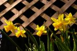 Daffodils Spring Up.jpg