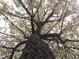 Tree Perspective.jpg