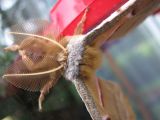 Vineyard Moth.jpg