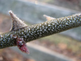 icy thorn.jpg