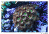 CoralLife.8084.jpg
