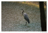 Heron.Rain.0019.jpg