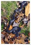 YoungBlackSnake.3564.jpg