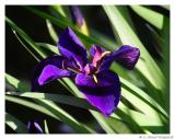 Iris.4172.jpg