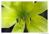 DayLily.4518.jpg