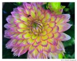 Dahlia.4603.jpg