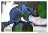 SquirrelScratch.6641.jpg