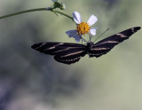 Butterfly on a Daisy at Carter Road Park 2.jpg