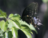 Black Butterfly on Leaf at Carter Rd Park 2.jpg