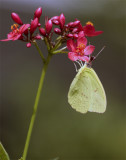 Yellow Butterfly on Red Flower.jpg