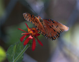 Monarch on red flower in the garden.jpg