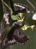 Black Butterfly Hanging from leaf with other flying.jpg