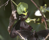 Two Black Butterflies in butterfly garden 2.jpg