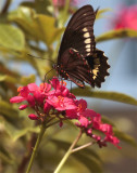 Black Butterfly on red flower vertical in garden.jpg