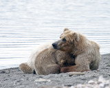 Momma Bear with Cubs on the Beach.jpg